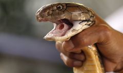 Może zabić człowieka w 15 minut. Poszukiwania w Sztokholmie