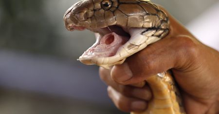 Może zabić człowieka w 15 minut. Poszukiwania w Sztokholmie