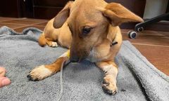 Zostawiła psa na śmierć. Skandal w Jarocinie