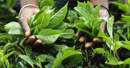Jak wygląda praca na plantacji? Tylko znawca odkryje główne hasło w tej krzyżówce