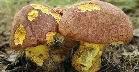 Są pod ochroną. Tych grzybów nie zbieraj, bo słono zapłacisz