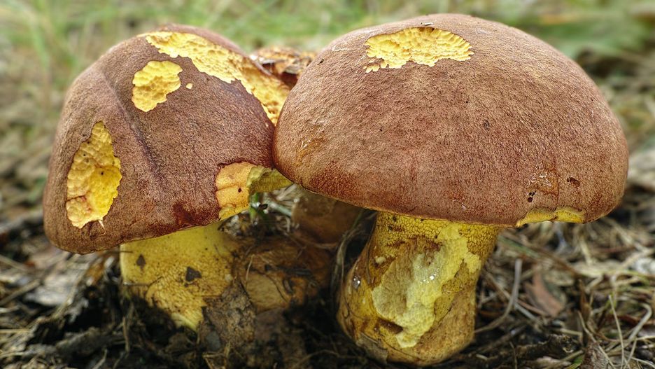 Masłoborowik żółtobrązowy (Butyriboletus appendiculatus)