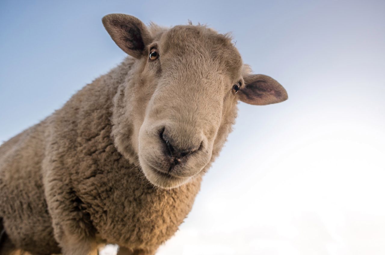 Owce to inteligentne zwierzęta. Potrafią rozpoznać twarz na portrecie!
