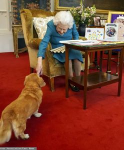 Co z psami królowej Elżbiety II? Jest komunikat