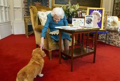 Co z psami królowej Elżbiety II? Jest komunikat