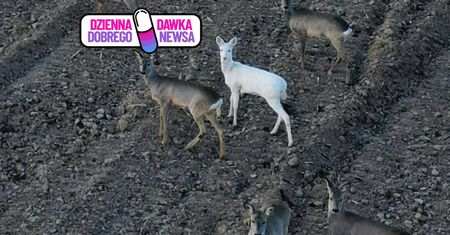 To ewenement. Zauważył ją na polu. Zerknęła prosto w obiektyw