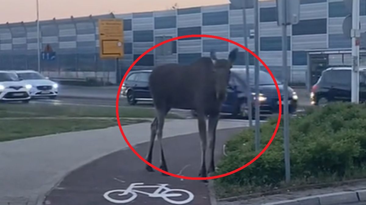 Łoś na ulicach Warszawy.