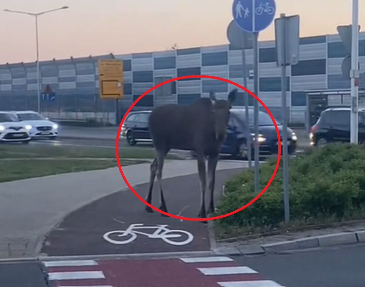 "Normalny dzień na Białołęce". Łoś spacerował po Warszawie