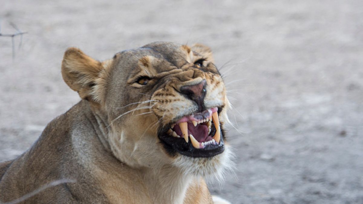Lwica zaatakowała opiekunkę 