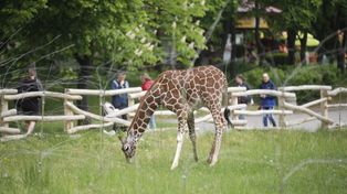 Śląskie: "Dzień Lasu" pełen atrakcji dla odwiedzających zoo