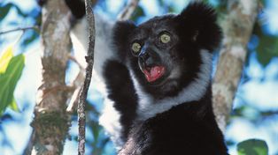 Odkrycie naukowców na Madagaskarze. Lemury jak śpiewacy operowi