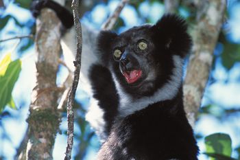 Odkrycie naukowców na Madagaskarze. Lemury jak śpiewacy operowi