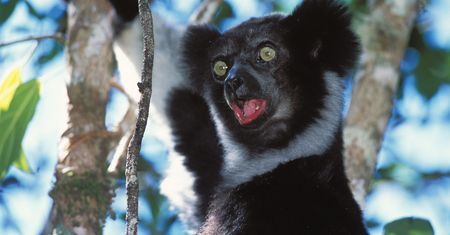 Odkrycie naukowców na Madagaskarze. Lemury jak śpiewacy operowi