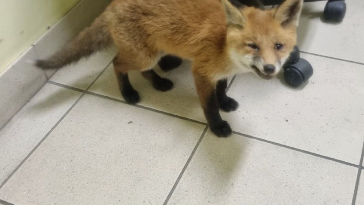 Lis na komisariacie. Pomogli mu funkcjonariusze.  