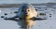 Foki wracają nad polski Bałtyk. Gdzie i kiedy je zobaczyć?