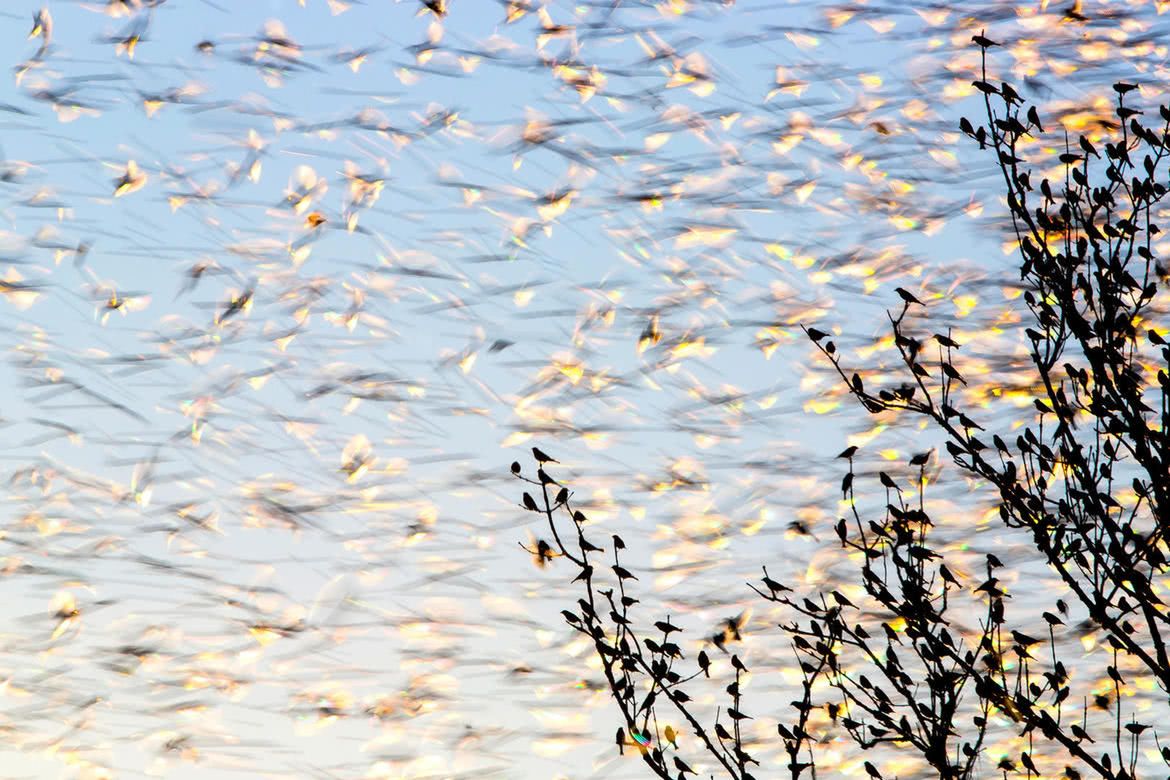 Oto najlepsze zdjęcia ptaków w konkursie Bird Photographer of the Year 2017 4