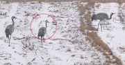 Uchwycili całe stado. Jeszcze na śniegu