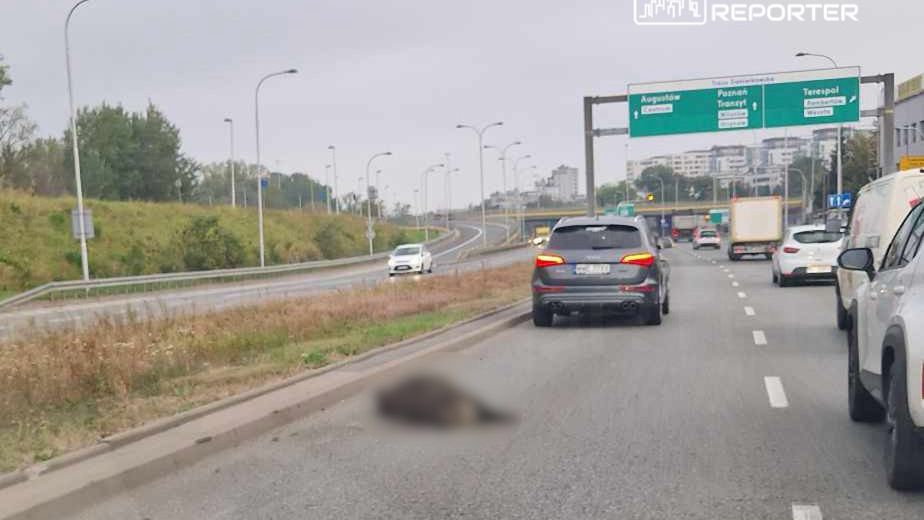 Na jezdni widoczna jest martwa zwierzę, obok przejeżdżające samochody w ruchu drogowym.