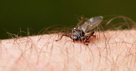 Idąc do lasu musisz na nie uważać. Są większe i groźniejsze od kleszczy