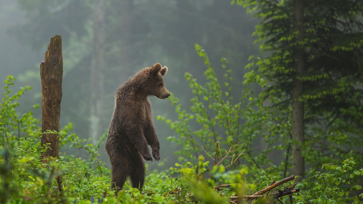 Niedźwiedź uchwycony po słowackiej stronie Tatr