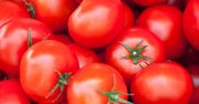 Skutki uboczne spożywania pomidorów. Na co i komu szkodzą ?