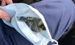 Nietypowe zastosowanie maseczki. Uratowano zwierzę w Wieliczce