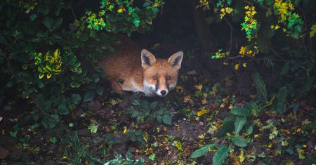 Szczepienie lisów wolno żyjących przeciwko wściekliźnie