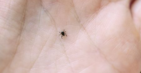 Zbadali kleszcze. Zaskakujące odkrycie naukowców