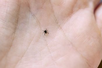 Zbadali kleszcze. Zaskakujące odkrycie naukowców