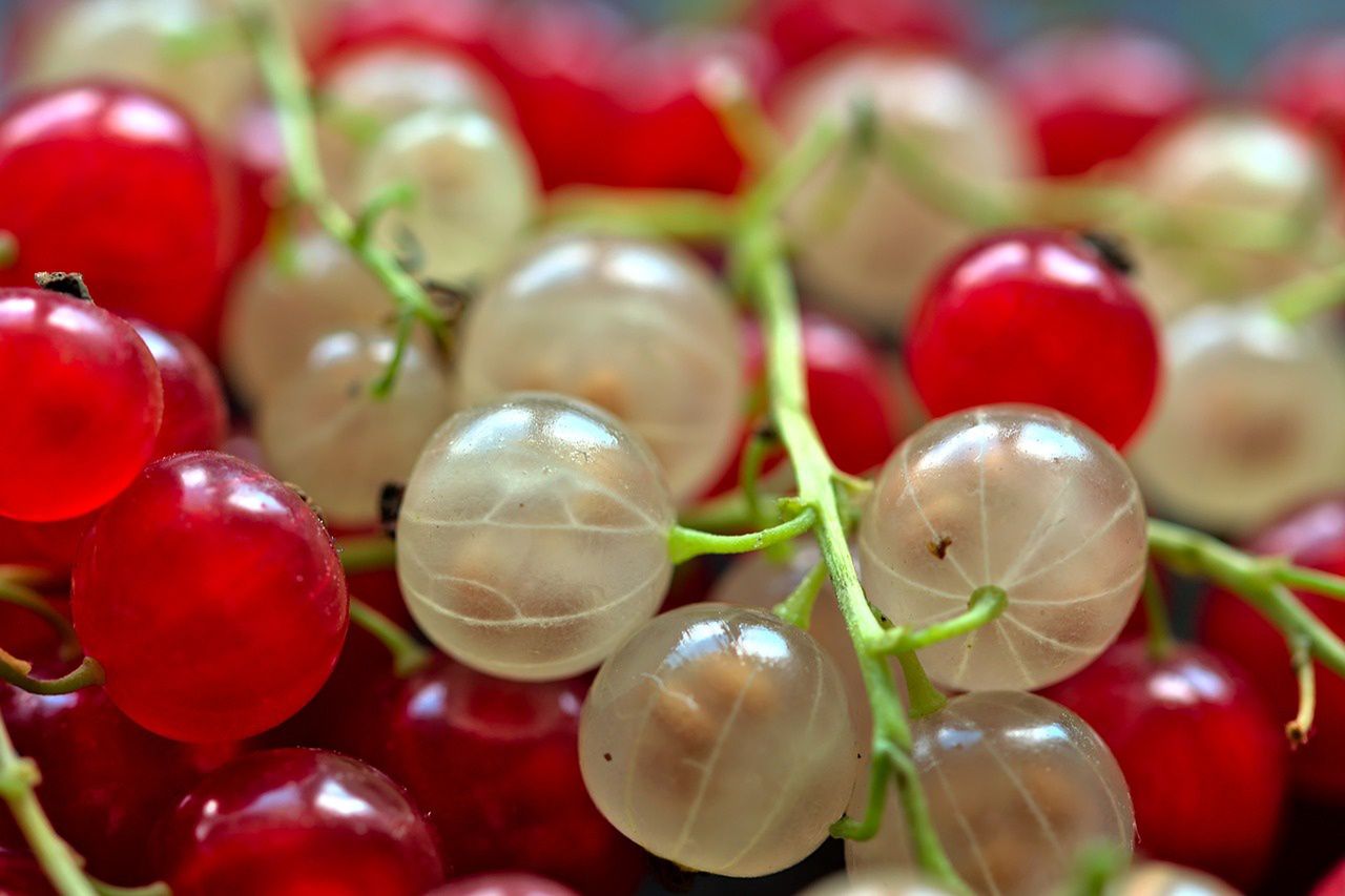 White currant is a little-known relative of the red one.