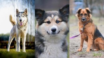 Pudelek wspiera Fundację Azylu Pod Psim Aniołem. Przyłącz się do zbiórki na karmę dla psiaków!