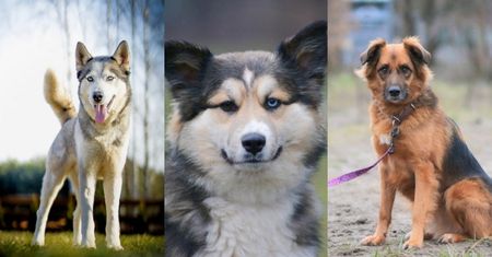 Pudelek wspiera Fundację Azylu Pod Psim Aniołem. Przyłącz się do zbiórki na karmę dla psiaków!