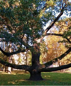 "Європейське дерево року" - польський дуб Fabrykant