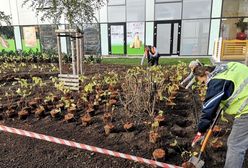 Wrocław. Przygotowania do jesiennych nasadzeń drzew i krzewów. Miasto wyda 3,5 mln zł