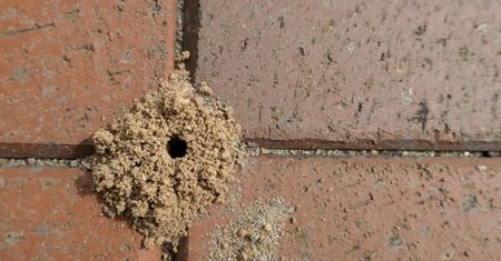 Mrówki znikną co do jednej. Wystarczy wlać do gniazda