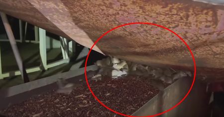 Australia. Najgorsza plaga myszy od dziesięcioleci. "Nocą ziemia się rusza"
