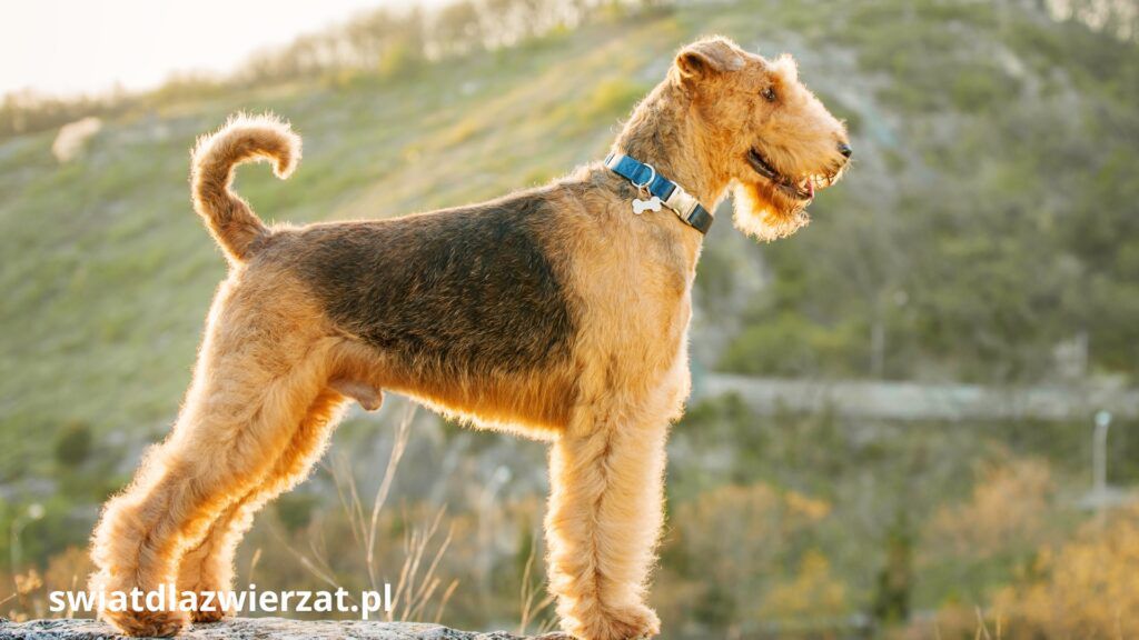 Airedale Terrier duża rasa psa dla aktywnych
