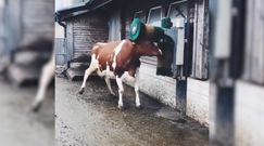 Krowi masaż. Zabawne wideo trafiło do sieci