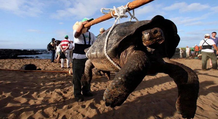 Żółw z gatunku Chelonoidis phantasticus odkryty w 2019 roku na Galapagos 