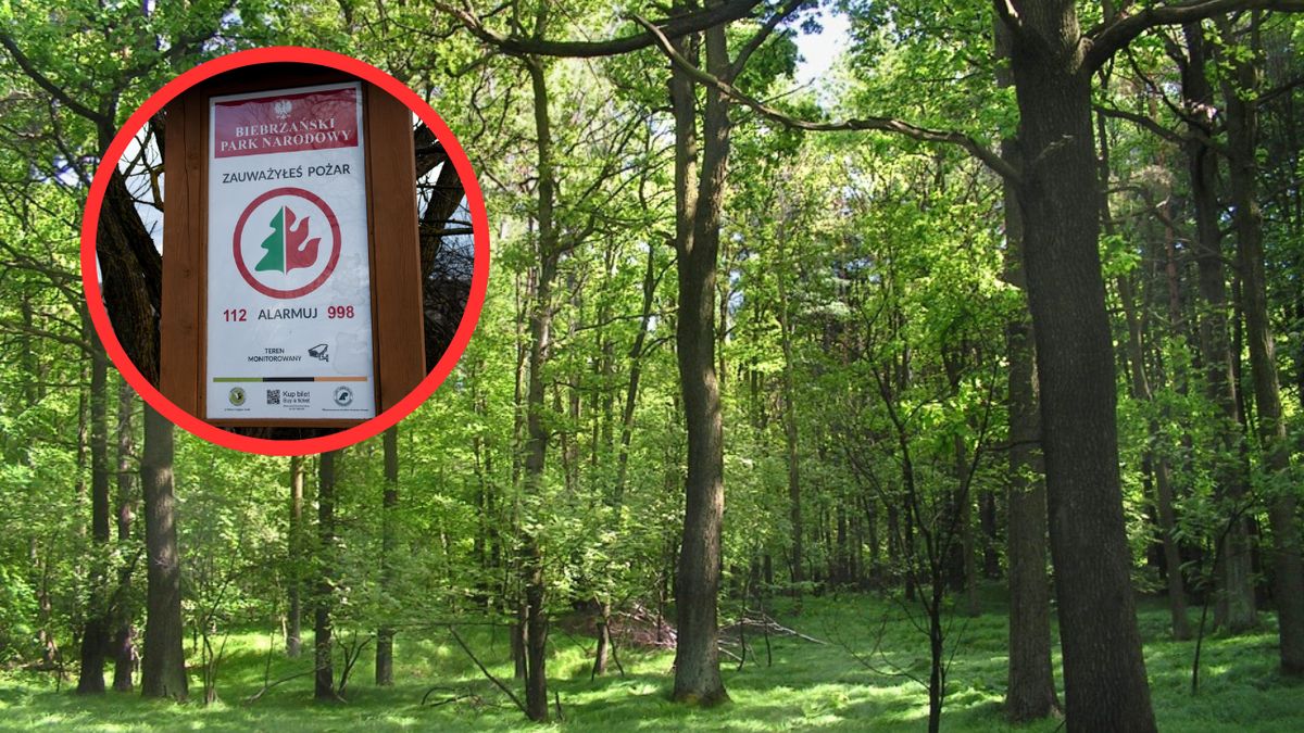 Odwiedzając lasy w maju powinniśmy zachować szczególną ostrożnoś