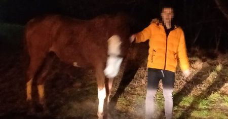 Policjanci nie kryli zaskoczenia. Ukradł klacz i chciał z nią wejść do bloku