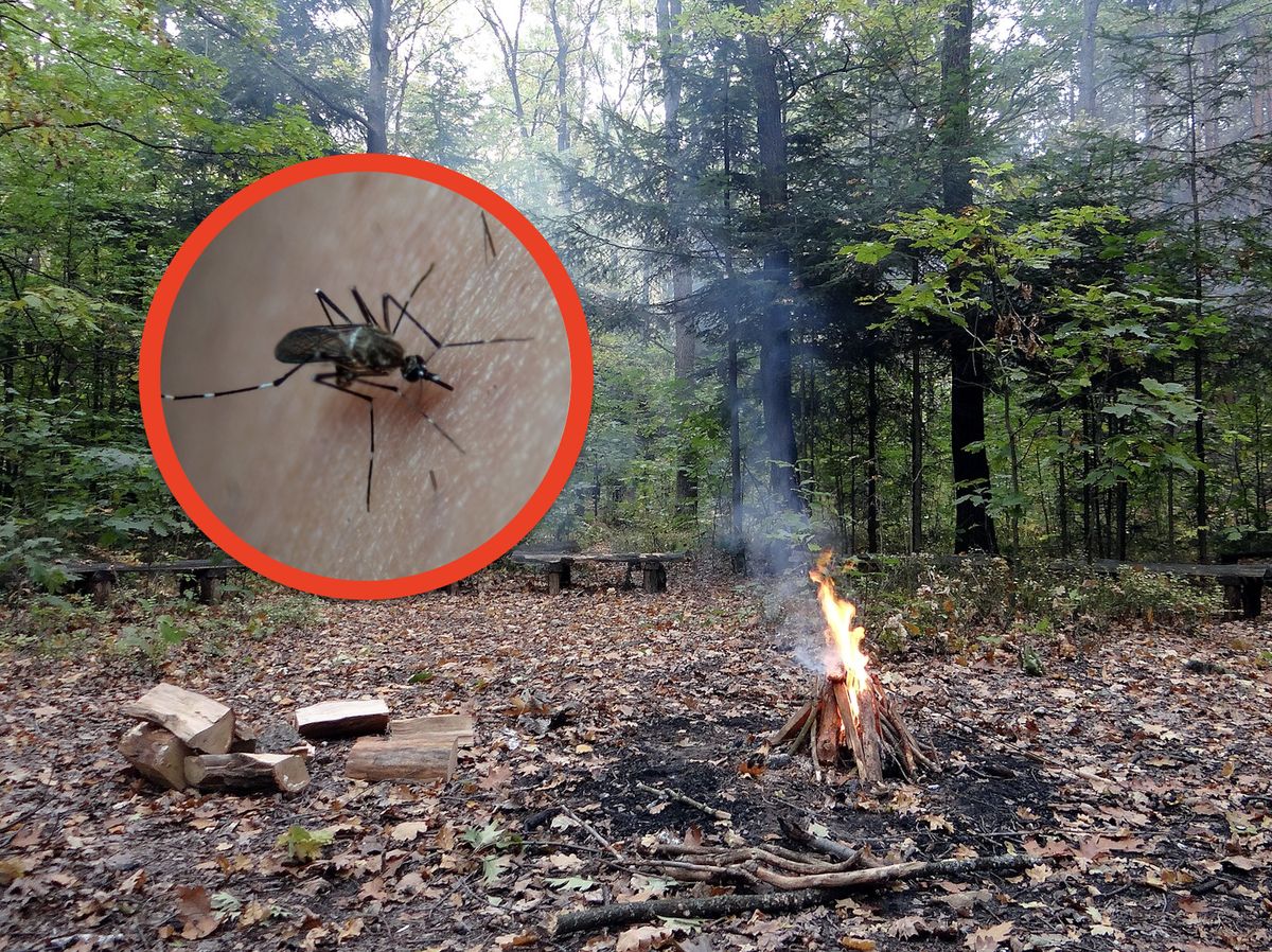 Komary potrafią zepsuć najprzyjemniejsze letnie chwile