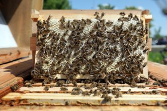Oni również ucierpieli przez powódź. Będzie brakować miodu na rynku?