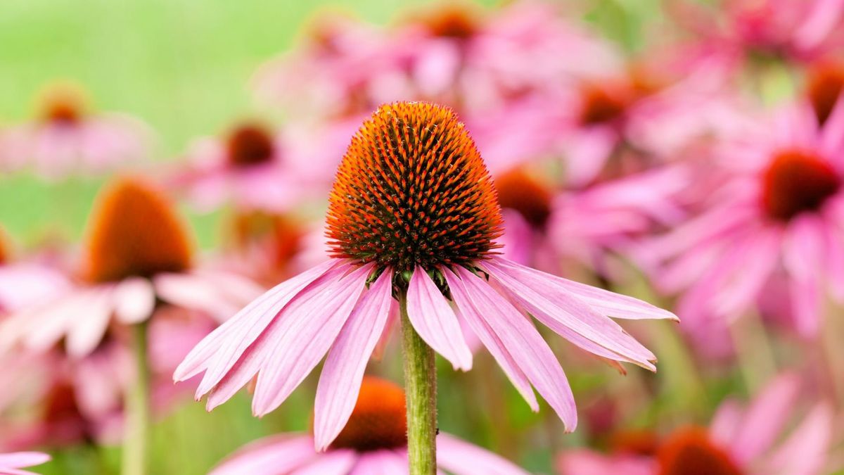 Jeżówka i jej właściwości lecznicze została odkryta na przełomie XVII i XVIII wieku