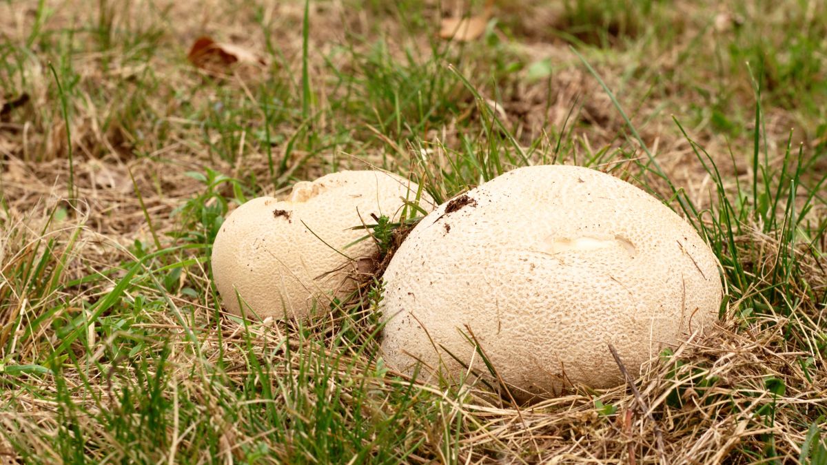 Czasznica olbrzymia osiąga imponujące rozmiary 