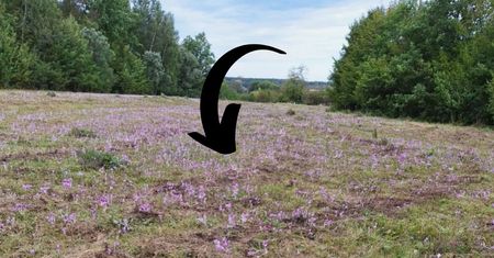 Polana krokusów w Tatrach? Widok może zmylić. Leśnicy prostują