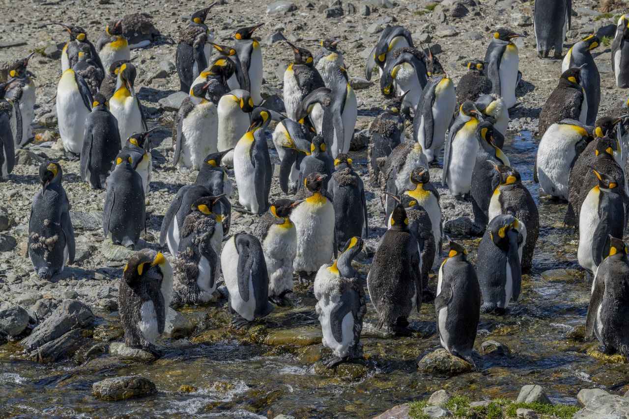 Antarctica's secret revealed: New penguin colonies spotted from space.