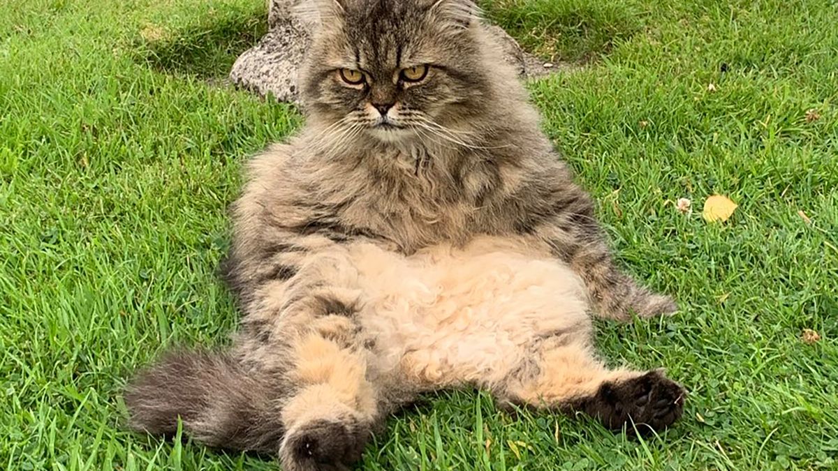 Niefotogeniczne koty podbijają internet. Oto ich najgorsze zdjęcia 1