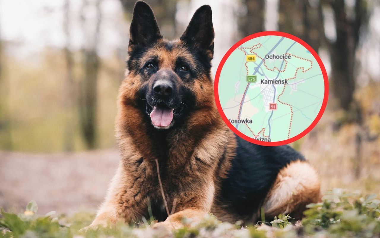 Atak psów na dworcu w Kamieńsku. Dwie osoby pogryzione