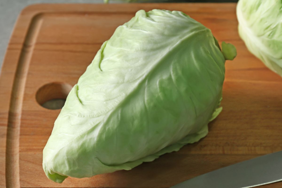 Kapusta stożkowa